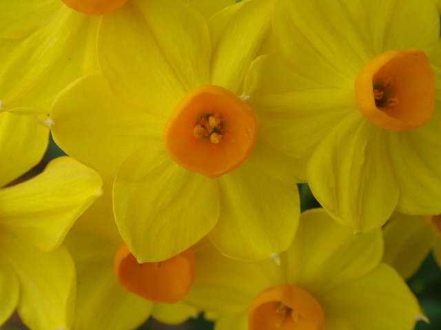 Ja és primavera!