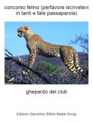 ghepardo del club - concorso felino (perfavore iscrivetevi in tanti e fate passaparola)