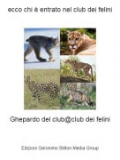 Ghepardo del club@club dei felini - ecco chi &egrave; entrato nel club dei felini