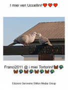 Franci2011 @ i miei Tortorini!🦋🦚🦋🦚🦋🦚🦋🦚🦋🦚 - I miei veri Uccellini!&hearts;️&hearts;️&hearts;️
