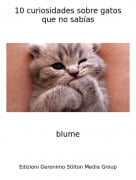 blume - 10 curiosidades sobre gatos que no sab&iacute;as
