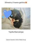 Topilla Biancatopa - Silvestro, il nuovo gattino😻