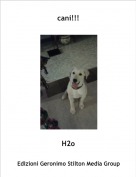 H2o - cani!!!