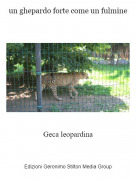 Geca leopardina - un ghepardo forte come un fulmine