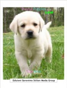 Topidora - Playful Puppies